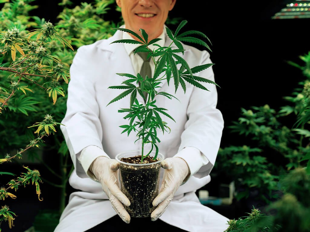 Cannabis, het endocannabidoïde systeem en cannabidoïden