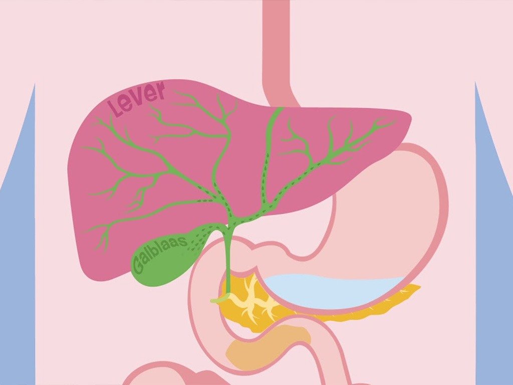 Duodenitis, ontstoken twaalfvingerige darm