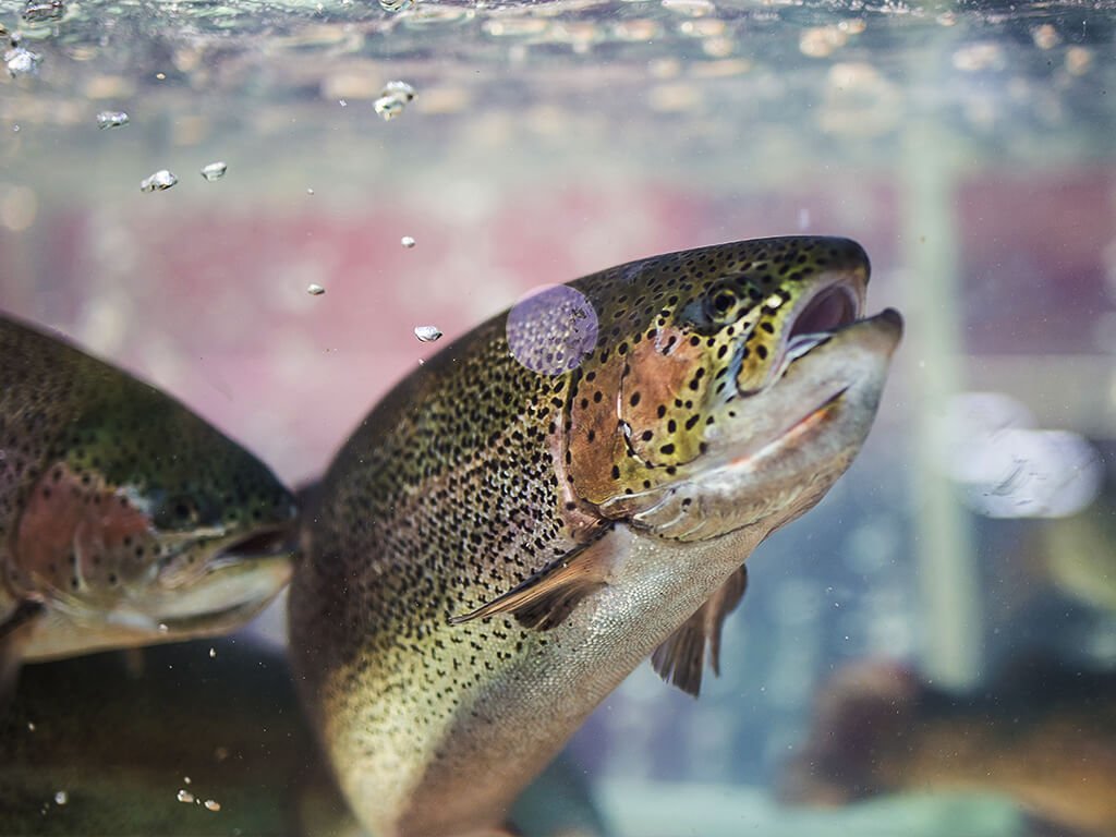 Genetische manipulatie van dieren