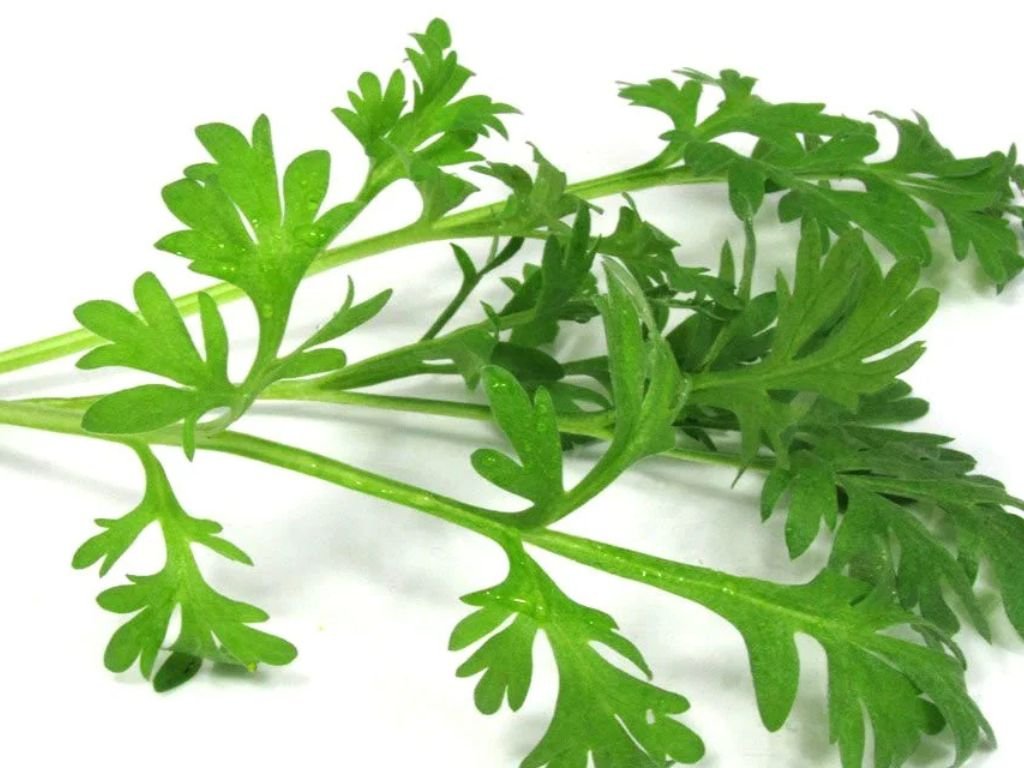 Artemisia Annua of Zomeralsem