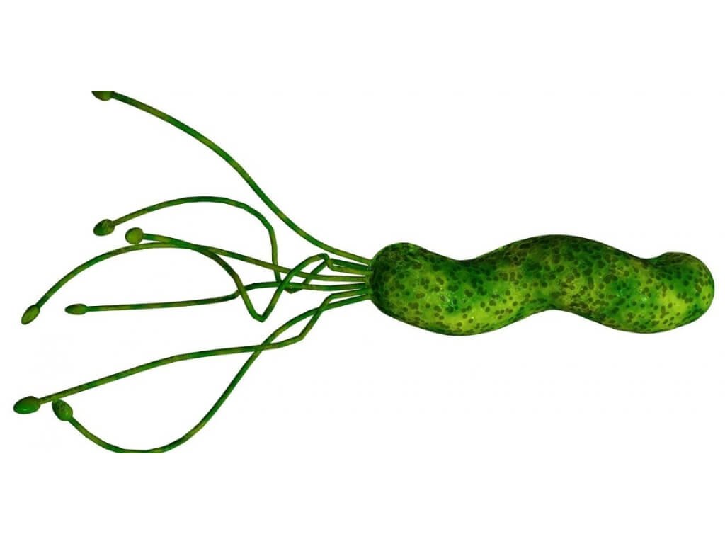 De Helicobacter Pylori anders bekeken