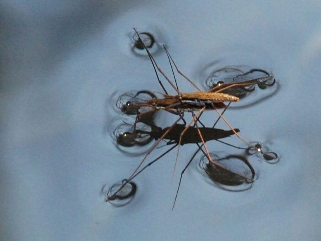 De monstertjes van de regentijd